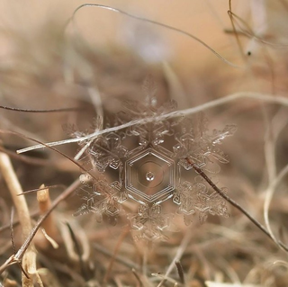 Illustration for article titled These Macro Pictures of Snowflakes Are Stunningly Beautiful